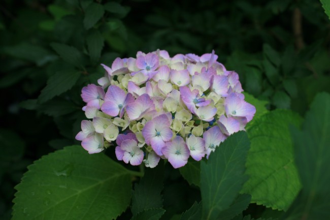 0530 紫陽花